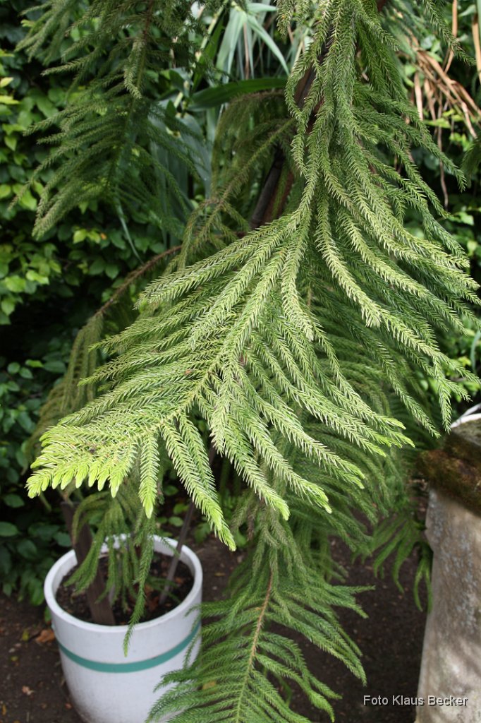 2011-06-22_Zimmertanne_Norfalk-Insel_KB (16).JPG